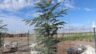 How to Get INCREDIBLE Growth on New Moringa Trees!