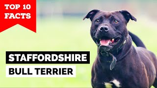 Staffordshire Bull Terrier  Top 10 Facts [Staffy]