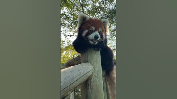 An apple can only withstand one hour. Just watch the video of the red panda. #RedPandaAndFriends #re