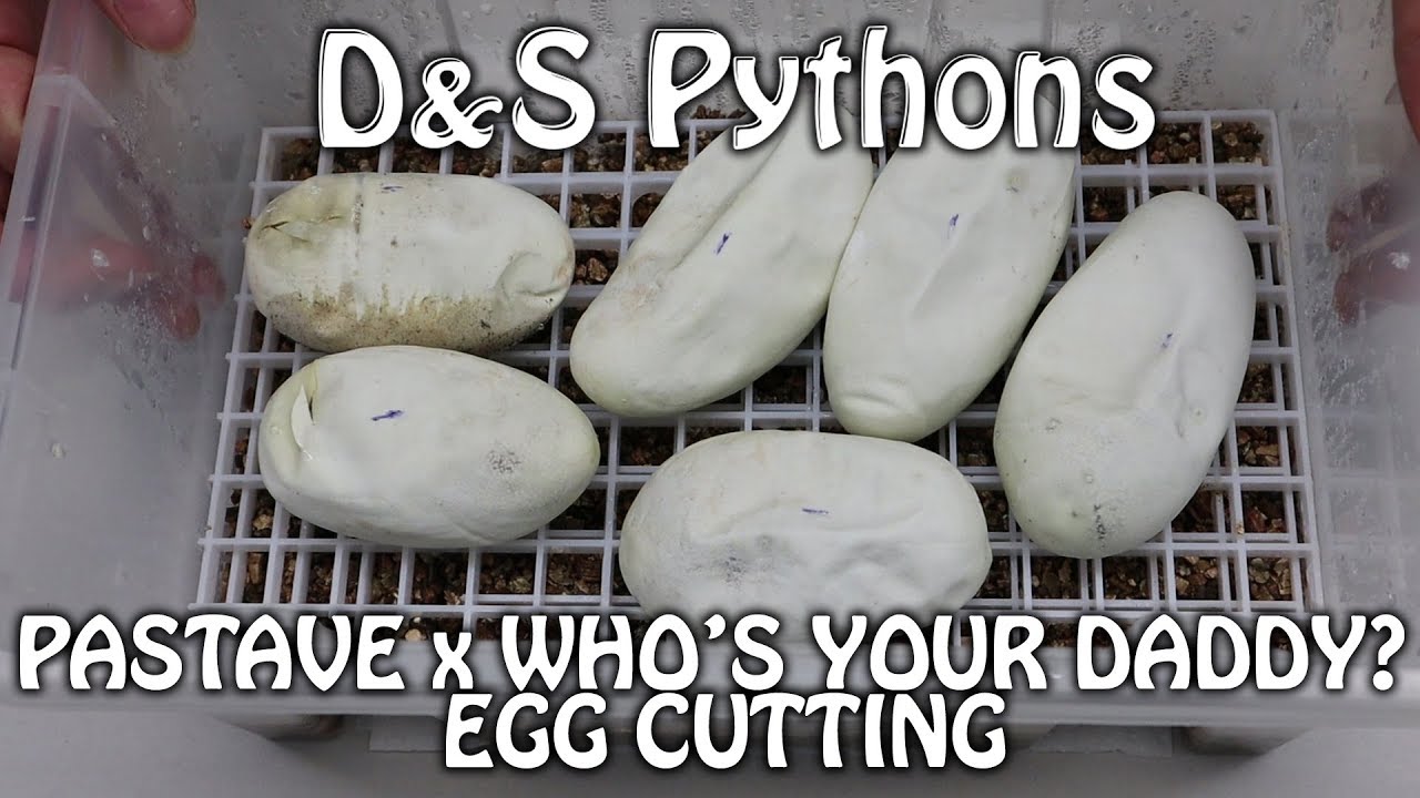 snake oil Clutch #1 - Pastave x Who's Your Daddy | Egg Cutting