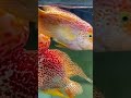 Gb Flowerhorn #trending #aquarium #tropicalfish #music #fish #available #bhubaneswar #kamfa #sale