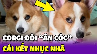 Chú chó Corgi ĐÒI 