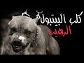 معلومات هامة عن كلب "البيتبول المرعب" || American Pit Bull Terrier