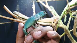 Iguana azul