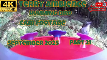 4k Humming Bird Cam Footage September 2025 Part 21