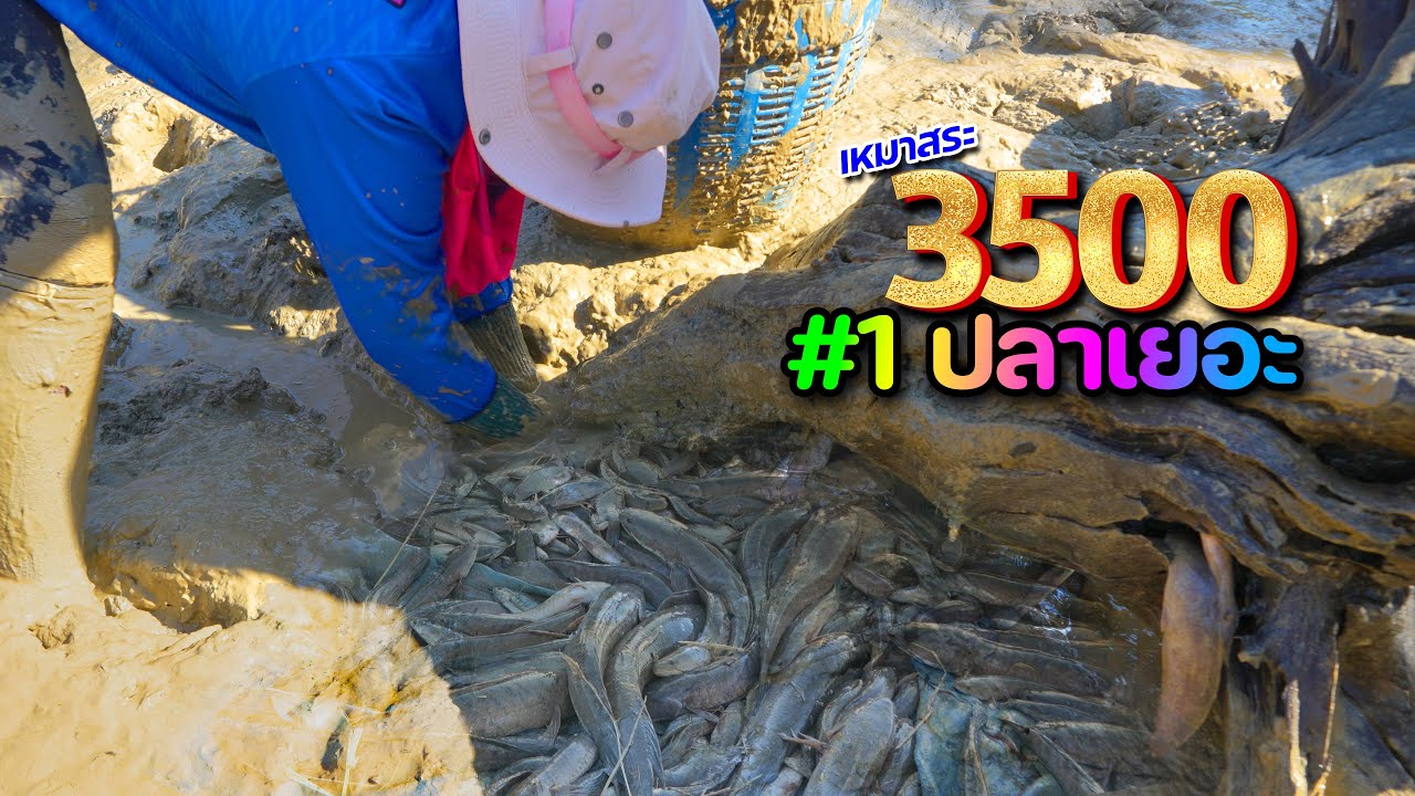 เหมาสระ 3,500 บาท ทำเลใหม่ไม่เคยสูบ ปลาตัวใหญ่มาก เหมาสระ ปี68 EP.05