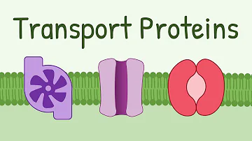 Hur fungerar ett Transportprotein?