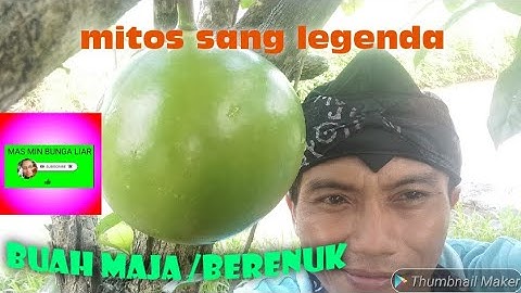 mitos buah Maja atau Buah berenuk #mitos #maja  @MASMINBUNGALIAR