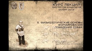видео: Лекция 5. Физиологические основы формирования поведения собак (Курсы экспертов-кинологов МООиР 2016) картинка: Лекция 5. Физиологические основы формирования поведения собак (Курсы экспертов-кинологов МООиР 2016)