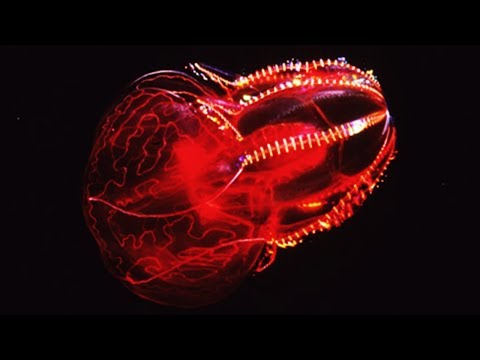 8 Beautiful Sea Creatures That Glow In The Dark