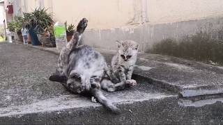 尾道で早朝猫探し散歩