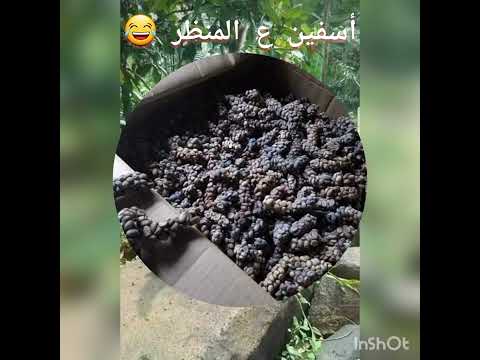 اغلى قهوة في العالم تستخرج من براز حيوان الزباد