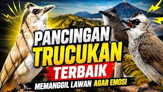 trucukan gacor TARUNG ROPEL PANJANG pancingan trucukan agar bunyi jadikan burung trucuk gacor nyaut