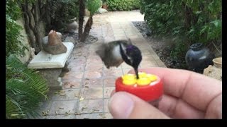 HUMMINGBIRD Hand feeding.