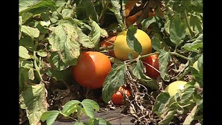COVID-19 is showing the importance of agriculture