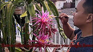 How to collect pollen and pollinate your Dragon Fruit Flower?