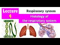 4-Respiratory system 2021-Histology-First year-4- Cardiopulmonary block 2021