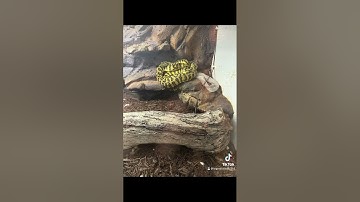 jaguar coastal carpet python before an after shed