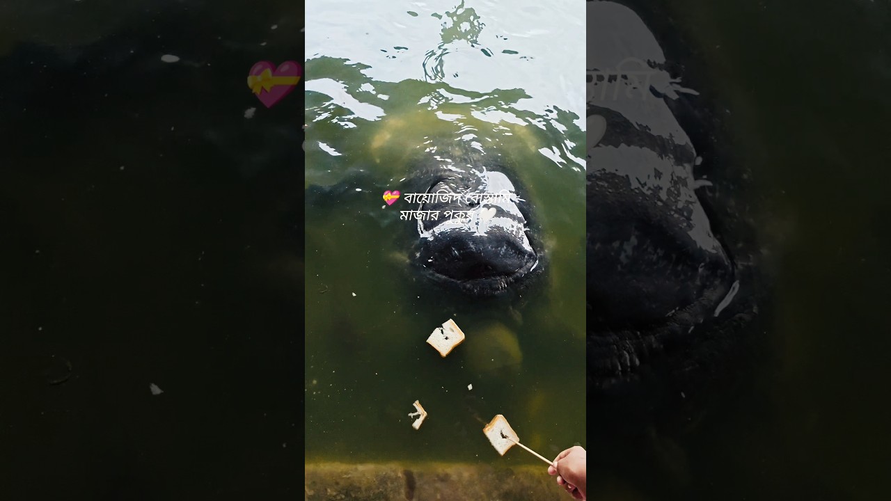 😱 Feeding the Legendary Turtles of Bayazid Bostami Mazar | Chittagong. #travel #shorts