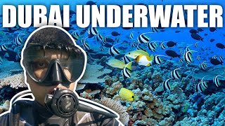 Scuba Diving In Dubai 2021 I Vlog 7 I Safwat Solaiman