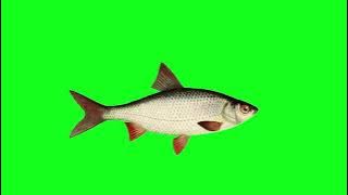 green screen fish