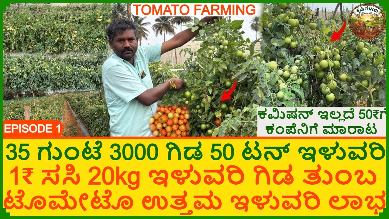 ಟೊಮೇಟೊ 1₹ ಸಸಿ 20kg+ ಇಳುವರಿ | 35 ಗುಂಟೆಯಲ್ಲಿ 50 ಟನ್ | 4 ತಿಂಗಳ ಕಾಯಿ ಸಿಗುತ್ತೆ ಕಂಪೆನಿಗೆ ಮಾರಾಟ Tomato Farm