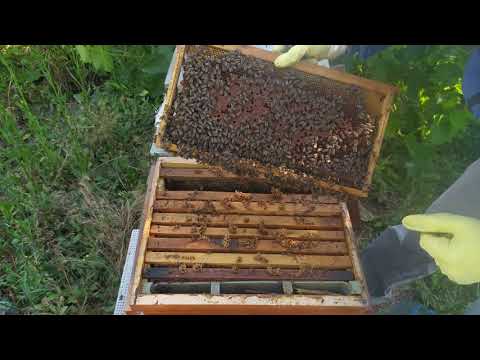THE STATUS OF THE BEES I REPLACED 5 HONEY BY DIVITING THE TIME. status and application
