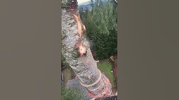 Little Fir Top #shorts #treework #dangerous #arborist #professional #stihl #gopro #treelife #send