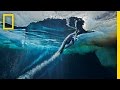 Emperor penguins speed launch out of the water  national geographic