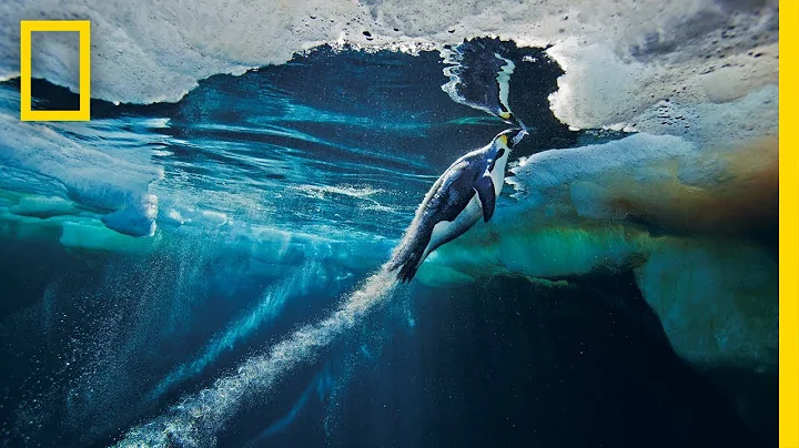 Emperor Penguins Speed Launch Out of the Water | National Geographic - DayDayNews