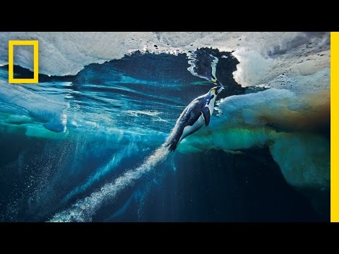 Emperor Penguin's Speed ​​​​Launch Out of the Water | National Geographic
