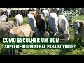 Como escolher um bom suplemento mineral para bovinos?