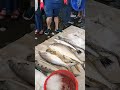 4/26 明發定置魚場