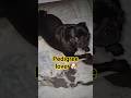 pedigree lover chandi #2026 #pedigree #pug #dog #doglover #dogshorts #shorts
