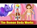 How the Human Body Works - Kids Animation Learn Series