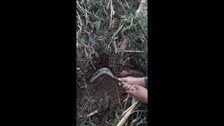 SSK 1351-1360 || MENGAMBIL SINGKONG DI LADANG