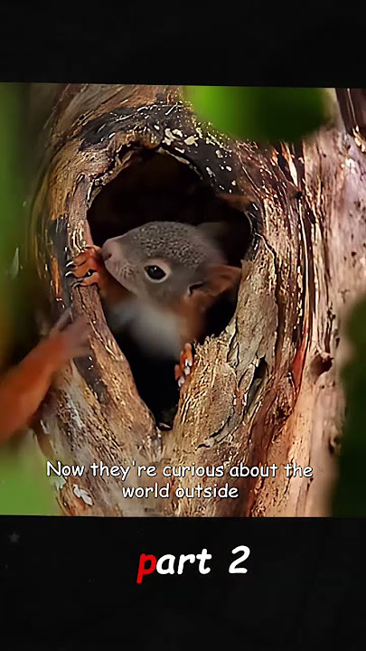 #nature #animals #wlidlife #fyp