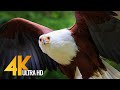 African Birds 4K 10 bit color - African Wildlife Video with Amazing Birds Sounds - 3 HRS