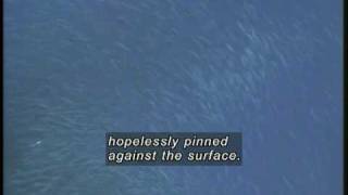 Marine Predator-Prey Relationships (accessible preview with captions)