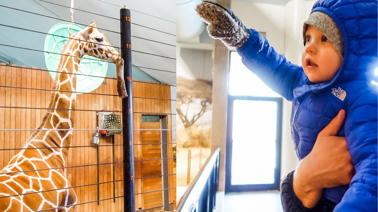 BABY'S FIRST ZOO TRIP! YouTube