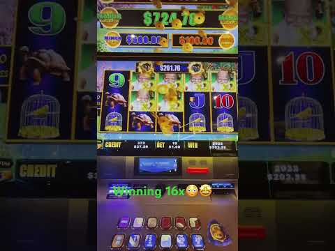 New Game Azteca Collect