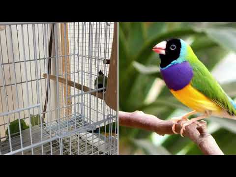 Lady Gouldian Finch / 5 Tips for Breeding Success