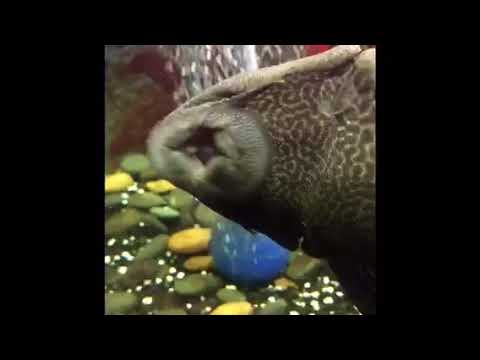 funny-eminem-rap-god-verse-on-a-fish