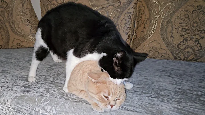 Video 11100461: domestic shorthair male cat, shorthair cat white, gold british