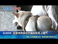 新北醉男誤闖沒鎖門鄰居家！狂喊這我家 遭忠犬低吼嚇退踹鬧｜三立新聞LIVE