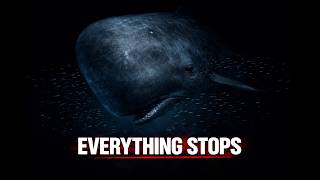 The Whale That Silences the Ocean — And Scientists Can’t Explain Why
