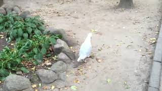 Сумасшедшая чайка в Витебском зоопарке