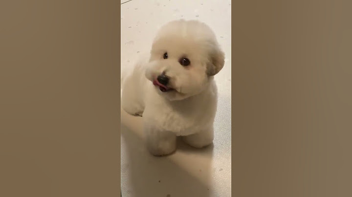 受不了了，一言不合就这个眼神🤓🤓凉😍#棉花面纱犬 #抖音萌宠出道计划 #萌到爆炸了💥 #情感陪护犬 #抖音热门推荐