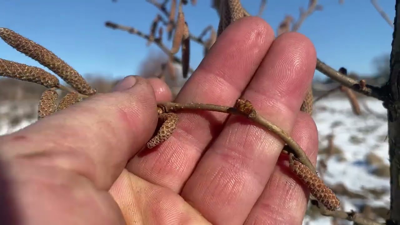 Основний сад фундука станом на кінець зими. 