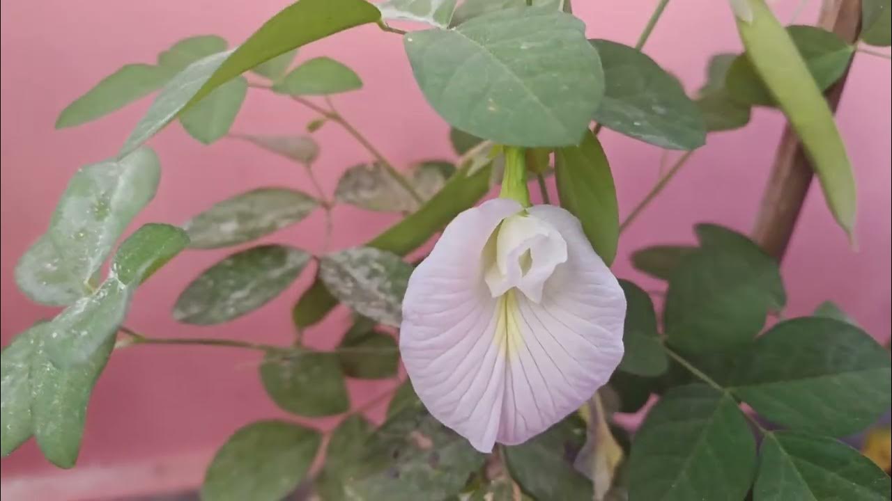 Various types of aparajita flower aparajita flowers অপৰাজিতা ফুল 🥰
